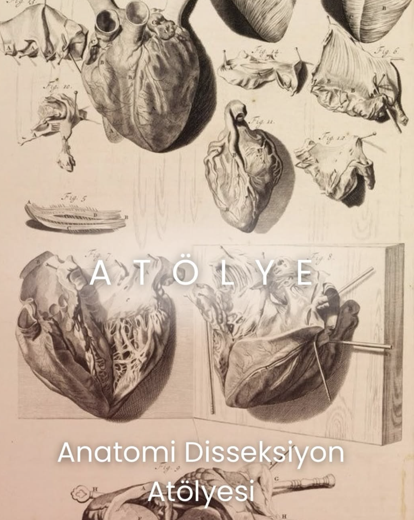 ANATOMİ DİSSEKSİYON ATÖLYESİ